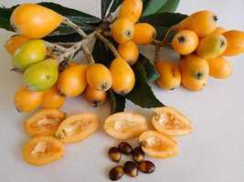 Rare Loquat Fruit Tropical Exotic Seedling Live Plant your garden home t... - £15.98 GBP