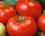 FMG Beefsteak Tomato Seeds Seed Store Fast Growing - $14.08