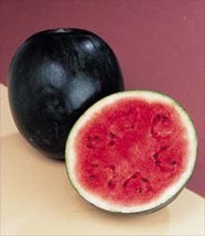 Watermelon Sugar Baby Heirloom Garden Vegetable 400 Seeds - $13.00