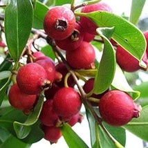 50+ Strawberry Guava Seeds – Tropical Fruit Tree for Home Gardens - $16.50