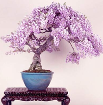 Mini Bonsai Wisteria Tree Indoor Ornamental 10 pcs - £10.88 GBP