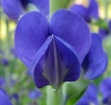 GUNEL Baptisia australis | Blue Wild Indigo | False Indigo | 10 Seeds - $17.00