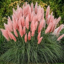 100 Pink Pampas Grass ??osea?? Pink Feather Grass Pink Plume Ornamental Grass Fr - $11.95