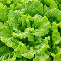 Black Seeded Simpson Lettuce Seeds 600 Leaf Vegetable Fresh Garden - $3.98