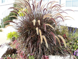 25 Purple Fountain Grass Ornamental Pennisetum Setaceum Dark Burgundy Fl... - $285.31 MXN