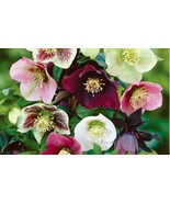 Helleborus Lenten Rose | Mix Color | 20 Fresh Seeds - £10.29 GBP