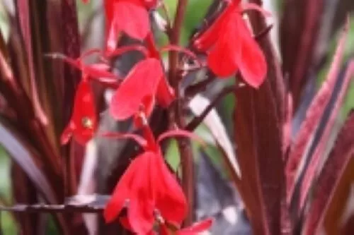 Sun Lobelia Queen Victoria Cardinal Flower Native 2.5 Inch Pot  - $26.13
