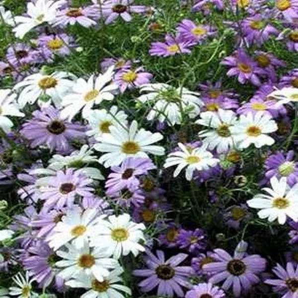 100 Seeds Swan River Daisy Brachychome Mixed From US - $9.82