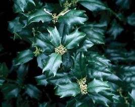 Fresh English Holly Cuttings Evergreen Shrubs Live Plant Cutting Fresh G... - $17.22