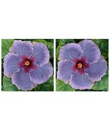 Hibiscus Flower Shrub Cajun Color Blue Jean Starter Plant - $51.99