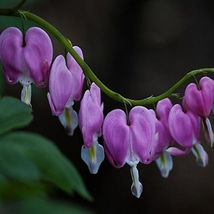25 purple bleeding heart seeds shade plant flowers flower seed thumb200