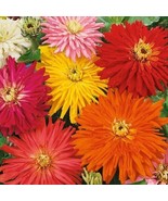 HT Zinnia Super Cactus Giant Mix Huge Blooms Butterflies Non Gmo 100 See... - $11.82