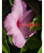 SEMINOLE PINK HIBISCUS WELL ROOTED STARTER LIVE PLANT 5 TO 7 INCHES TALL - £19.76 GBP