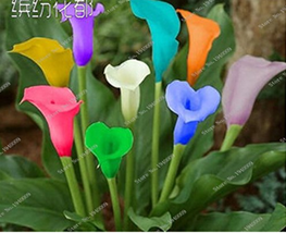 100 Rainbow Calla Lily Indoor Home Semillas Pcs Seed Garden seedlings - $13.64