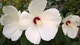 10 Hardy Giant Hibiscus moscheutos White variety 8&#39;&#39; Blooms flowers Seeds - £2.71 GBP