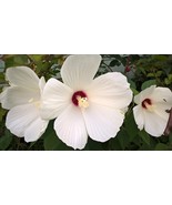10 Hardy Giant Hibiscus moscheutos White variety 8&#39;&#39; Blooms flowers Seeds - $3.45