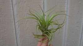 Air Plants Tillandsia Brachycaulos Green  - $21.80