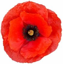 600 Seeds for Planting Red Poppy Grow Exotic Red Poppy - £14.32 GBP
