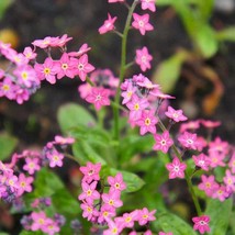 New Fresh Seeds Rose Forget Me Not Myosotis Flower Seed 10000 Seeds - £15.45 GBP