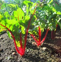 Fresh Garden Ruby Red Swiss Chard Seeds 50 Ct Vegetable Heirloom NON-GMO... - £7.53 GBP