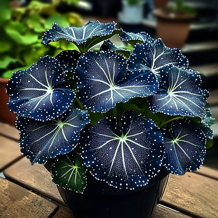 Blue Night Spark Begonia FLOWER  #1 - $25.99