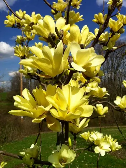 Butterflies Magnolia Tree Vivid Yellow Fragrant Blooms 20 28&quot; Tall 1 Gal... - £106.17 GBP