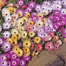 US Seller 16,000 Ice Plant Mix Flower Seeds Groundcover Drought Heat Poor Soils - £7.58 GBP