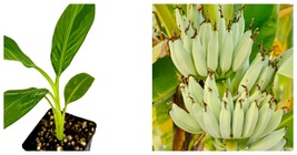 Dwarf Kokopo &#39;Patupi&#39; Live Banana Plant - Musa acuminata - £37.73 GBP