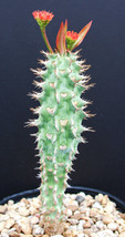 BStore 10 Seeds Store Euphorbia Viguieri Ankarafatsiensis Exotic Flower Madagasc - £13.10 GBP