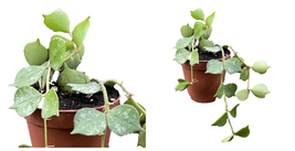 Aloha Wax Plant - Hoya Curtisii - Collector&#39;s Series - 2&quot; Pot - C2 - £37.59 GBP