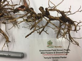 WILD GERANIUM 10 roots (maculatum) image 4