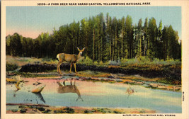 A Park Deer Near Grand Canyon, YellowstoneNational Park Wyoming, Vtg Postcard - £5.09 GBP