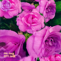 Purple Balsam Flower Seeds 20 Seeds - $7.99