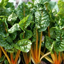 Orange Swiss Chard Seeds Colorful Salad Fresh Fast Shipping - $3.78