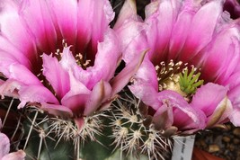 Echinocereus Fendleri Rectispina Hardy Hedgehog Cactus Seeds Garden Fresh USA Sh - $13.97