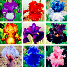 Iris Orchid Flower Seeds Color Mix Garden USA Seller - $20.00