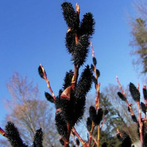 HSeeds Black Pussy Willow Starter Plant  Salix Gracilistyla Melanostachys - £7.35 GBP