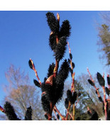 HSeeds Black Pussy Willow Starter Plant  Salix Gracilistyla Melanostachys - $12.57 CAD