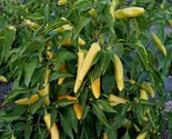 Hungarian Hot Wax Pepper Seeds 50 Hot Vegetable Non-Gmo - $8.99
