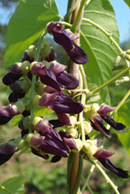 KKG Mucuna Pruriens Vine 5 Seeds Velvet Bean Molted Strain No Itch L Dop... - $8.89