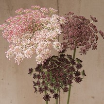 Fresh Seeds 50 Dara Daucus Queen Annes Lace seeds - £7.33 GBP