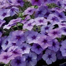 SR12Store 50 Blueberry Phlox Seeds Flower Perennial Seed Flowers Butterfly 1237  - £6.84 GBP