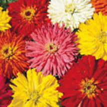 Zinnia Cactus Flowered Mix Huge Blooms! 6 Colors 200 Seeds Heirloom Non-GMO - £9.59 GBP