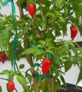 25 Seeds Ghost Peppers Bhut Jolokiar Vegetables Healthy Planting Fresh - £8.24 GBP