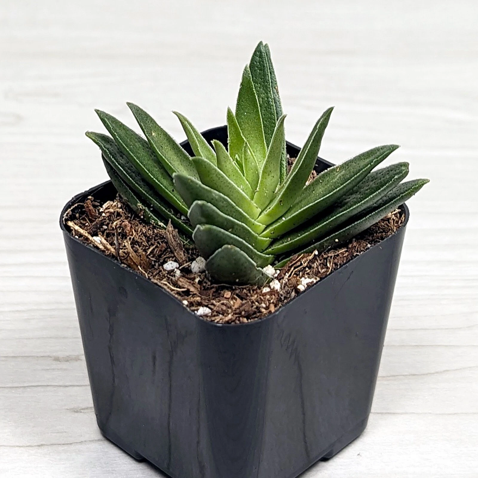 Succulent Live Plant - Crassula Corymbulosa : Shark&#39;s Tooth - In 2&quot; Pot - $15.50