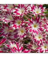 20 Nodding Catchfly Flower Butterfly Magnet Seeds For Spring Summer Pepp... - $114.22 MXN