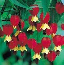 25 red yellow bleeding heart seeds perennial flowers seed shade flower thumb200