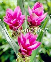 US Seller 200 Pcs Colorful New Arrival Curcuma Bonsai Flower Plants Rarest Fresh - $12.36