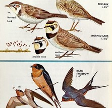 Swallows &amp; Larks Varieties And Types 1966 Color Bird Art Print Nature AD... - $19.99