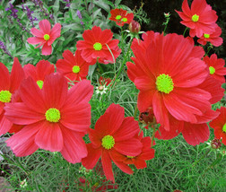 TeL Cosmos Dazzler Seeds 100 Ct Red Flower ANNUAL Butterfly - £2.39 GBP